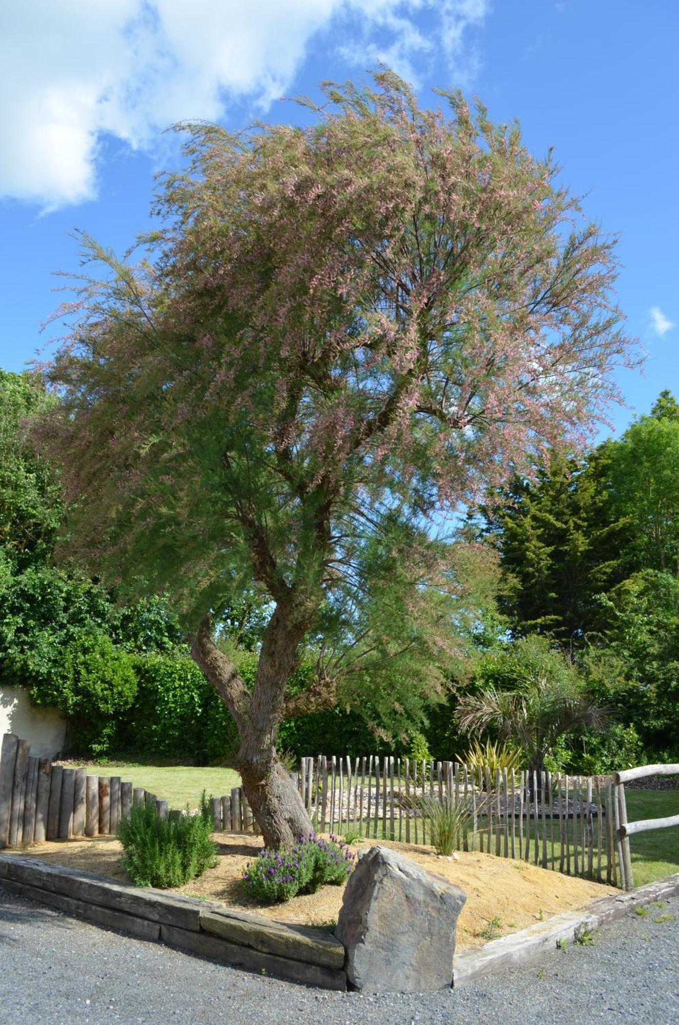 Maison Jasmin Proche De L'ocean *